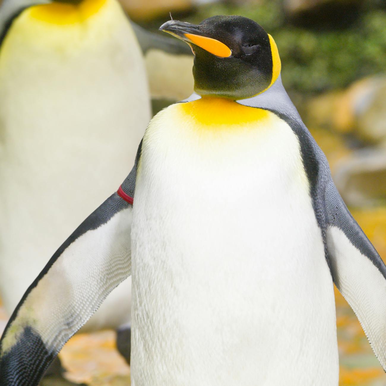 Penguin Species and Identification