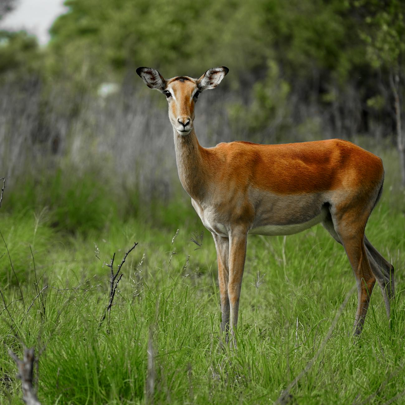 Wildlife Photography and Videography.