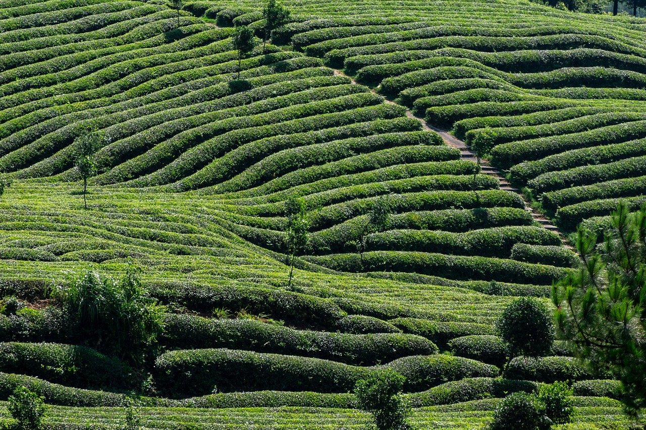 Tea Processing Methods
