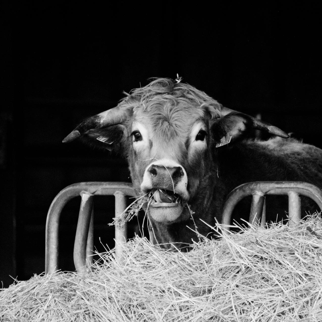 Ethics and Legal Issues in Animal Health Epidemiology