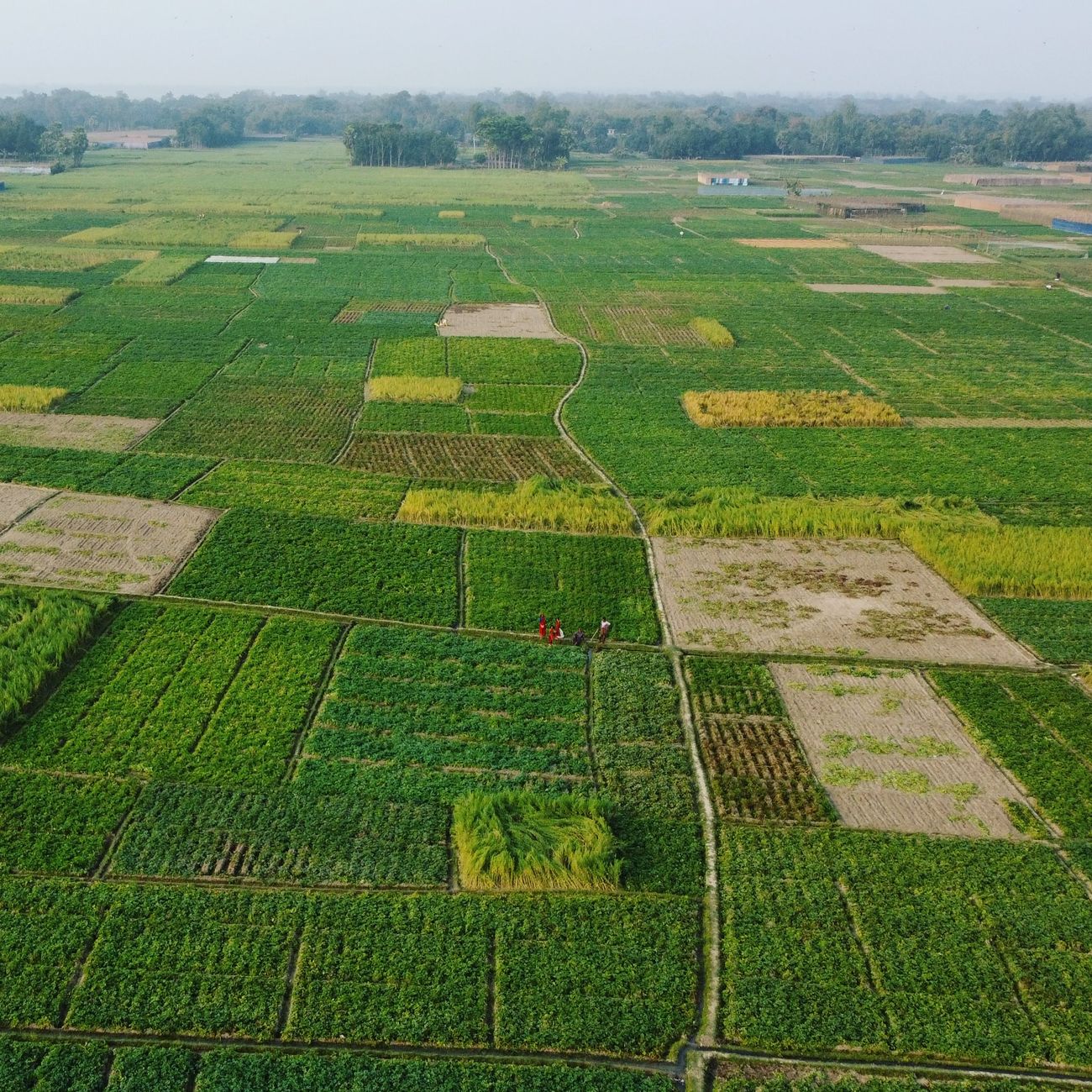 Sustainable Development