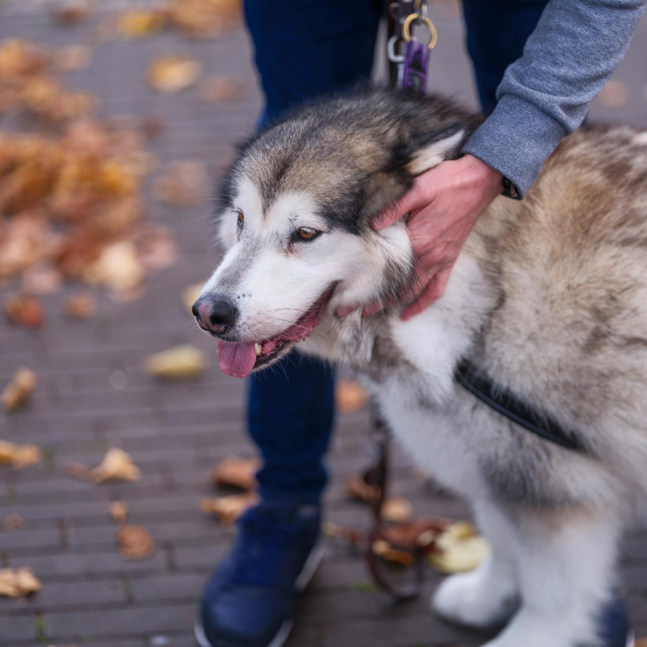 Canine Handling and Safety