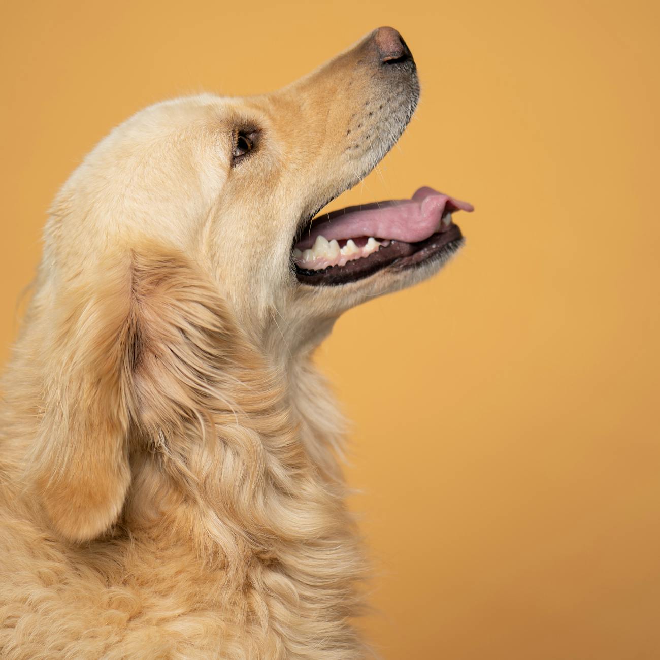 Canine Client Relations