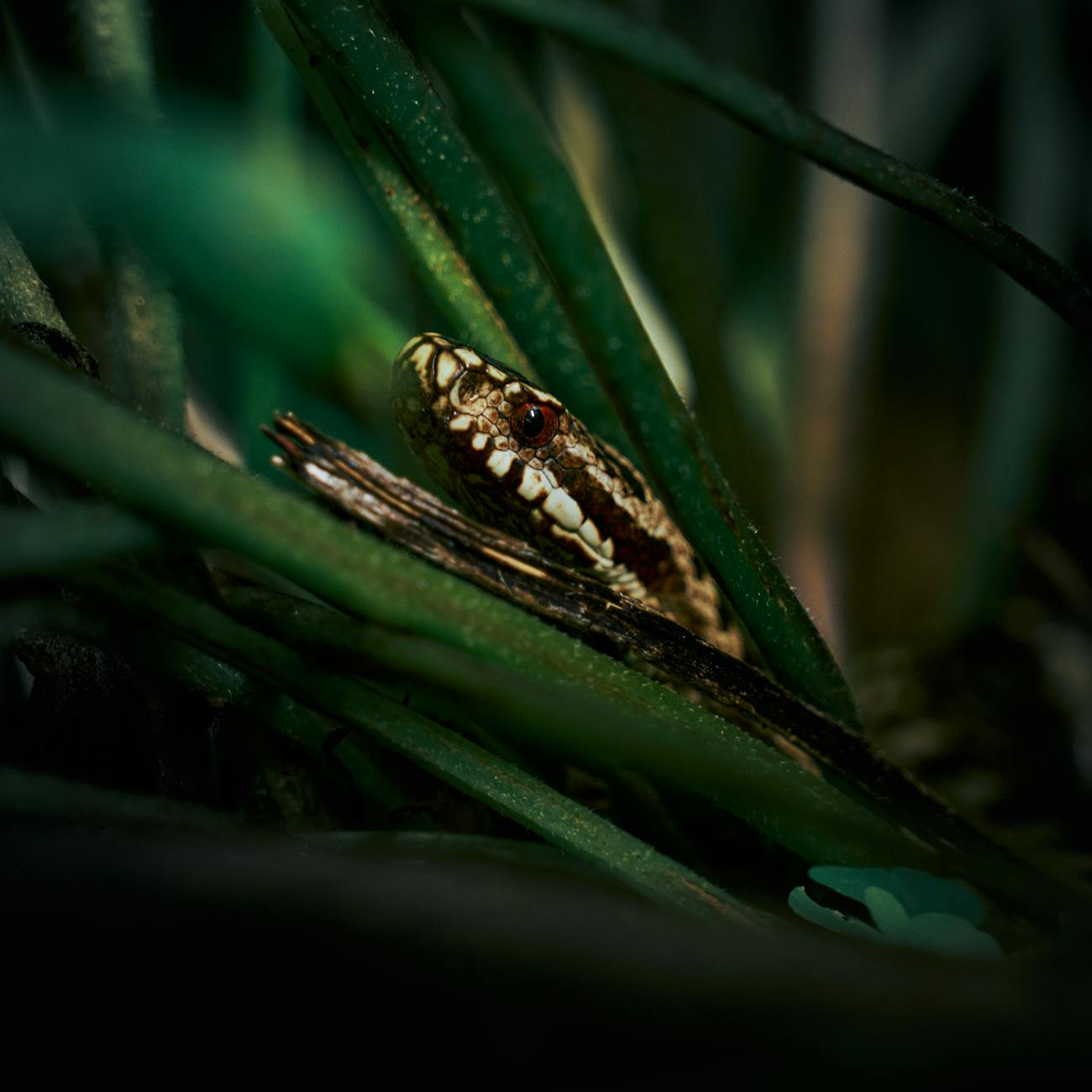 Snake Enclosure Design and Maintenance