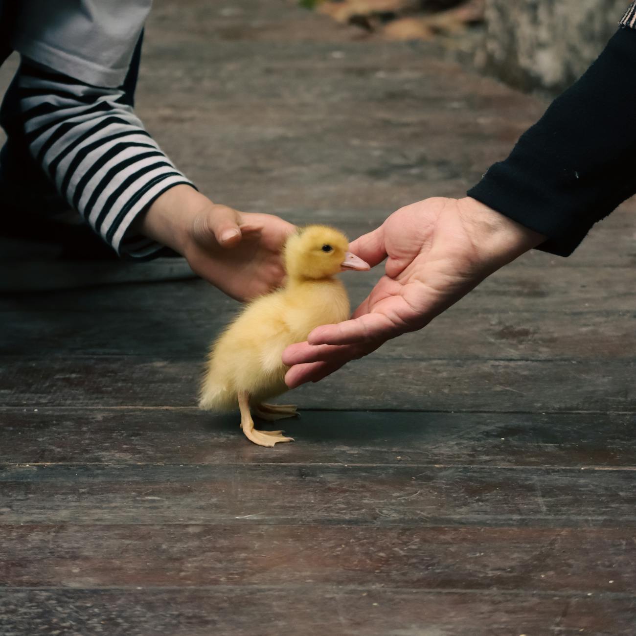 Animal Behavior and Communication in Therapy Settings